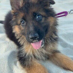 Meet your Posher, Abigail